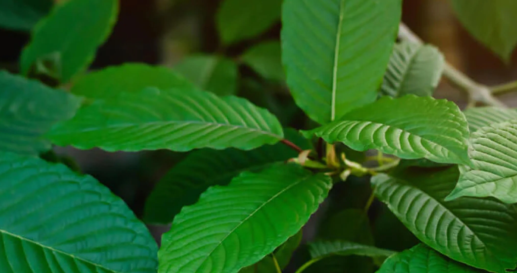 The Short History Of Kratom