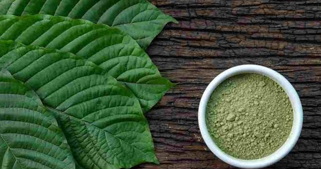 The Current Kratom Legal Status and Future Prospects